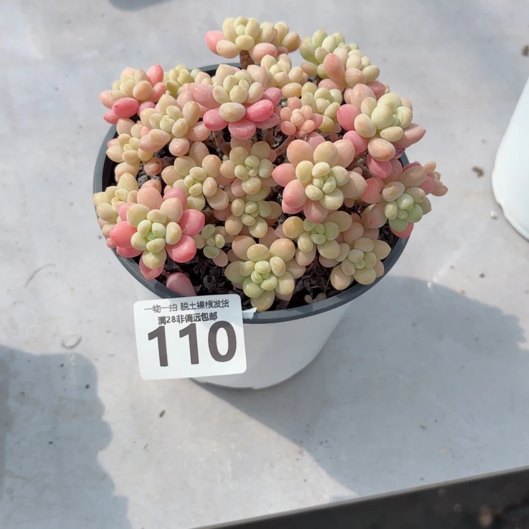 鱼子酱老桩无盆土发货