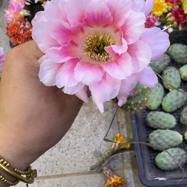 301丽花甜心歪无根侧牙3公分左右，20包邮