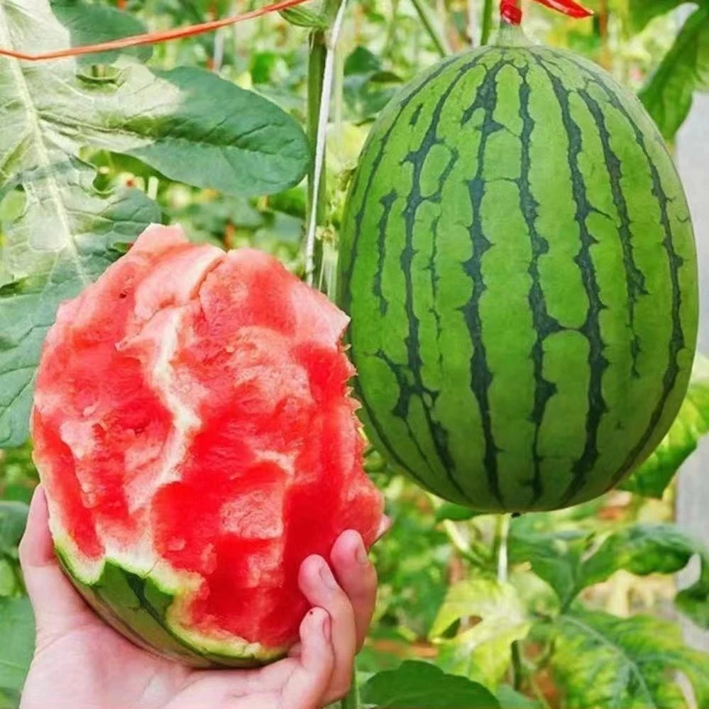 【手剥口袋吊西瓜】 皮薄脆甜 3颗/份   仅限太原晋中吕梁购买