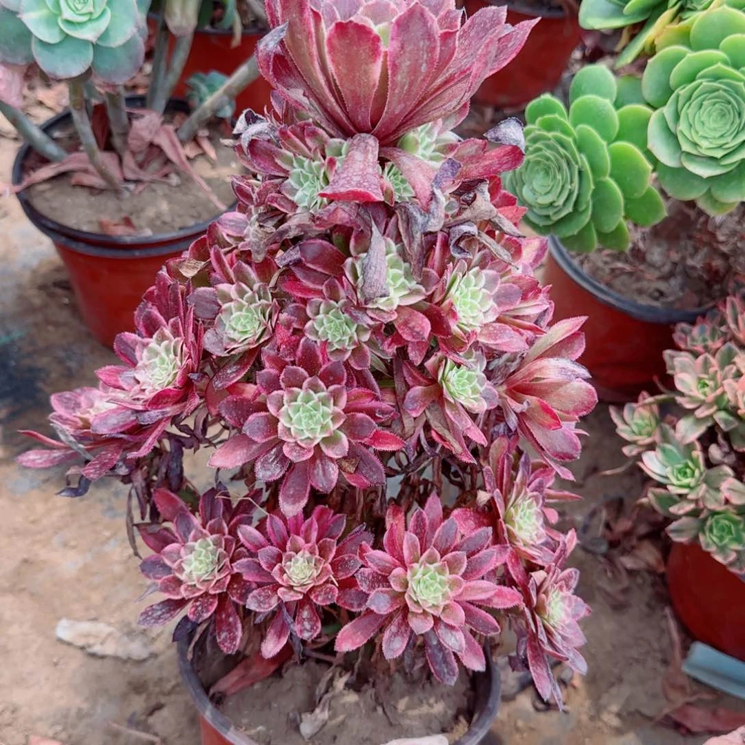 繁星多肉612满20包邮断枝不包