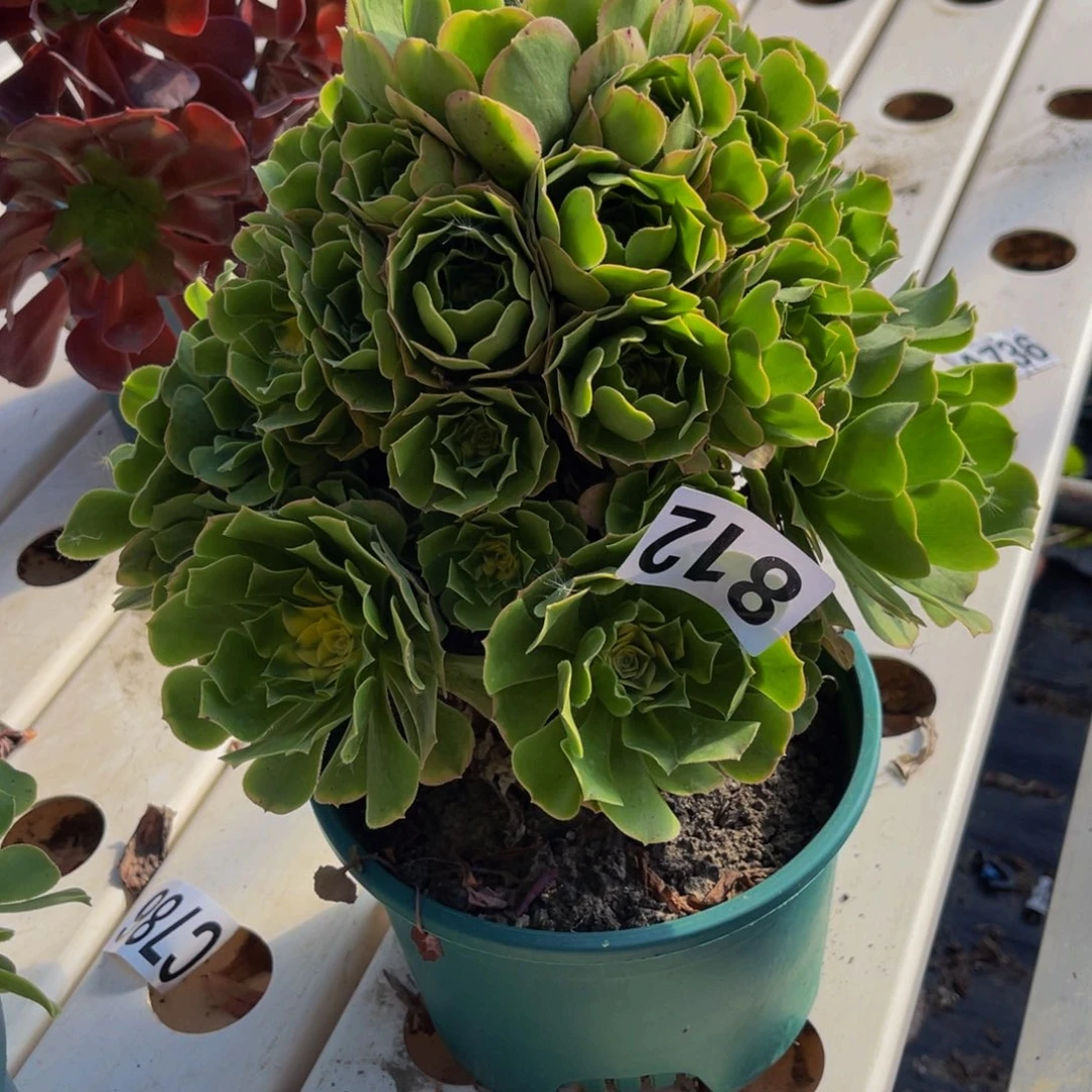 辛尼亚法师7////////45包邮