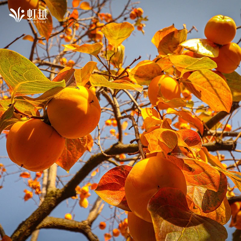 果树号专享 | 虹越果树 柿子树裸根苗太秋甜柿阳丰脆柿