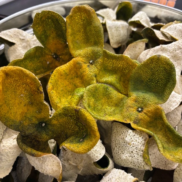 2025东甲老树圈枝二红皮 正宗新会陈皮