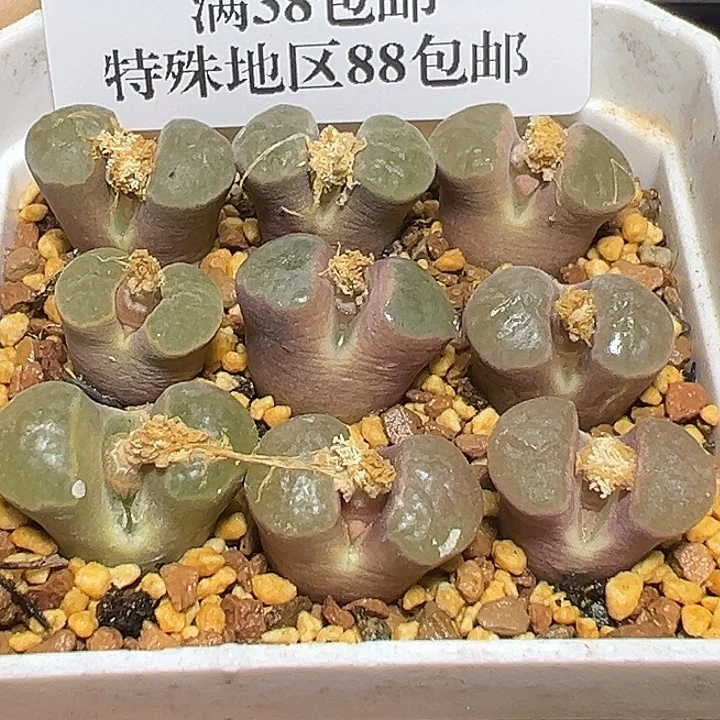 709号磁铁风铃9颗