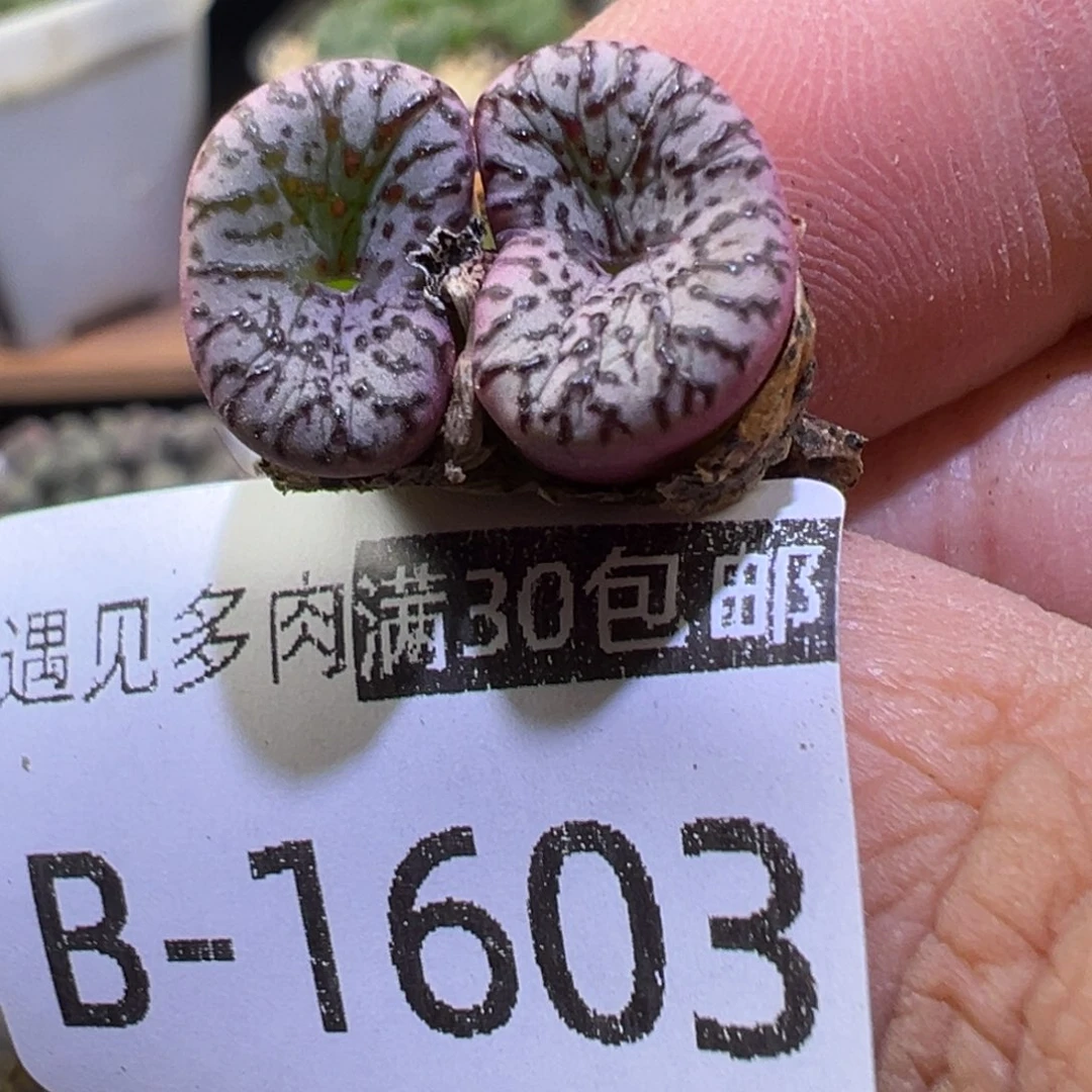 多肉植物11111111111