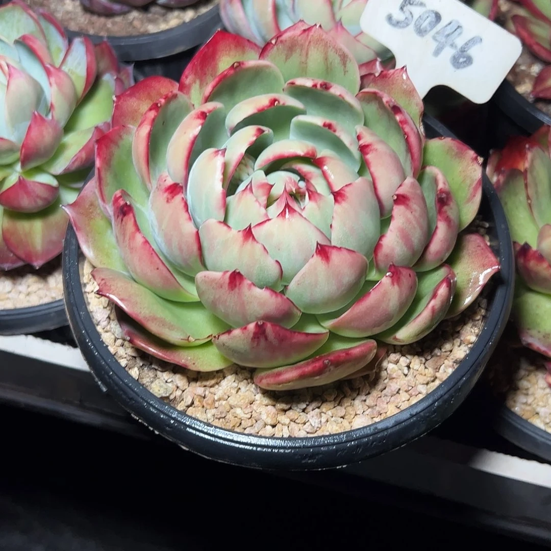 么***哒惊鸿仙子一物一拍5046号