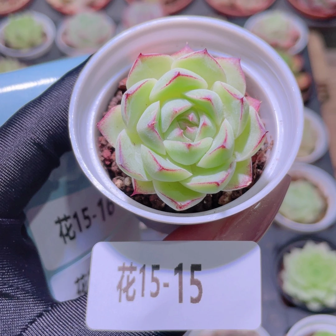 花利美15-15女王玫瑰