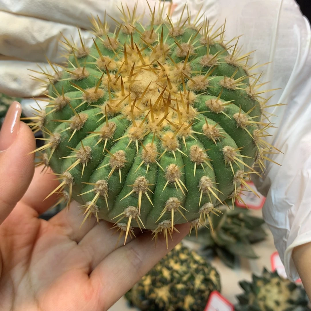 37号 金刺孤龙8.5公分起发 无根