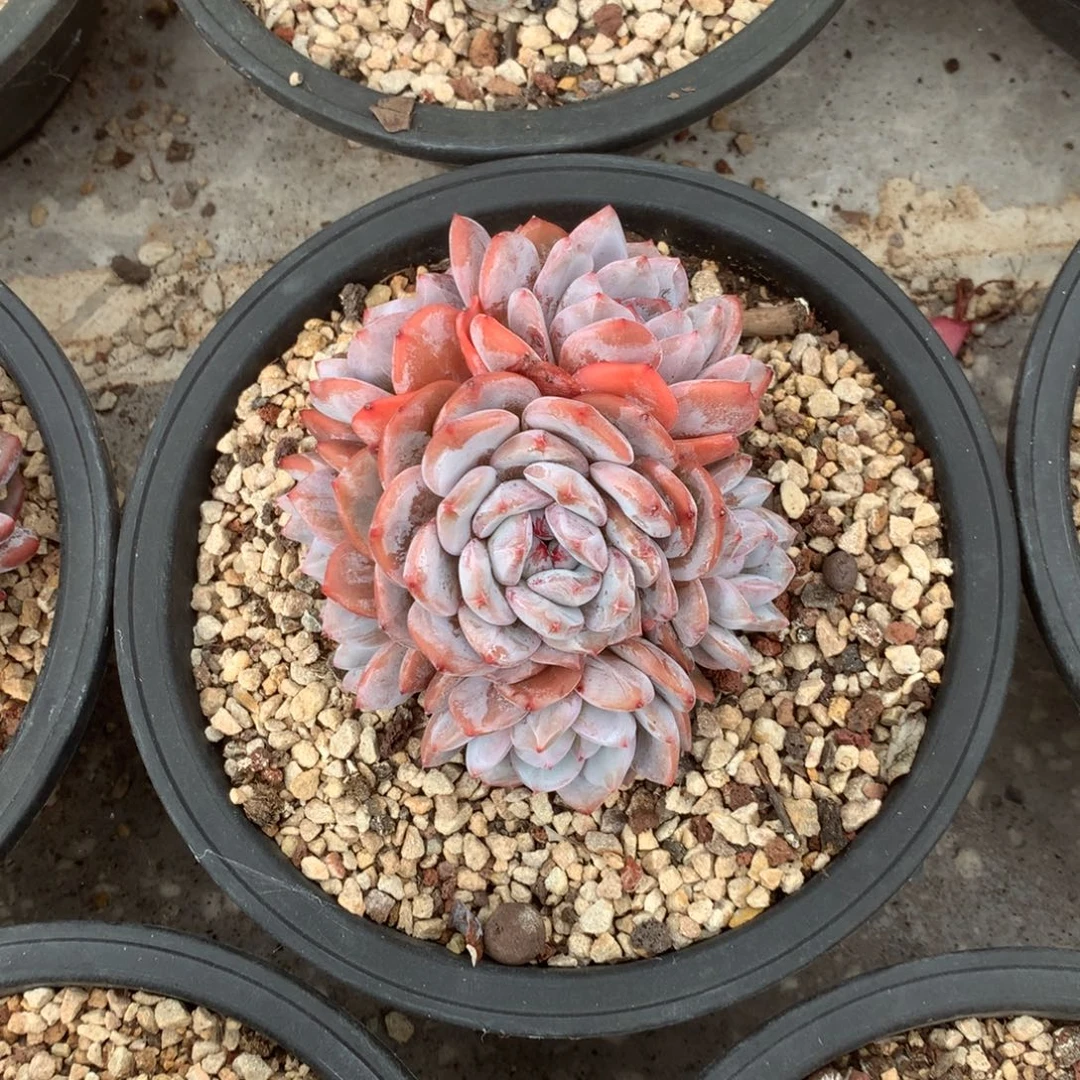 无花朵哈哈哈哈哈哈哈哈哈26
