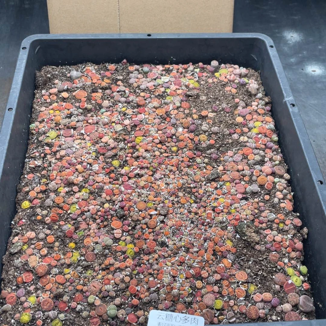 云糖心多肉植物615