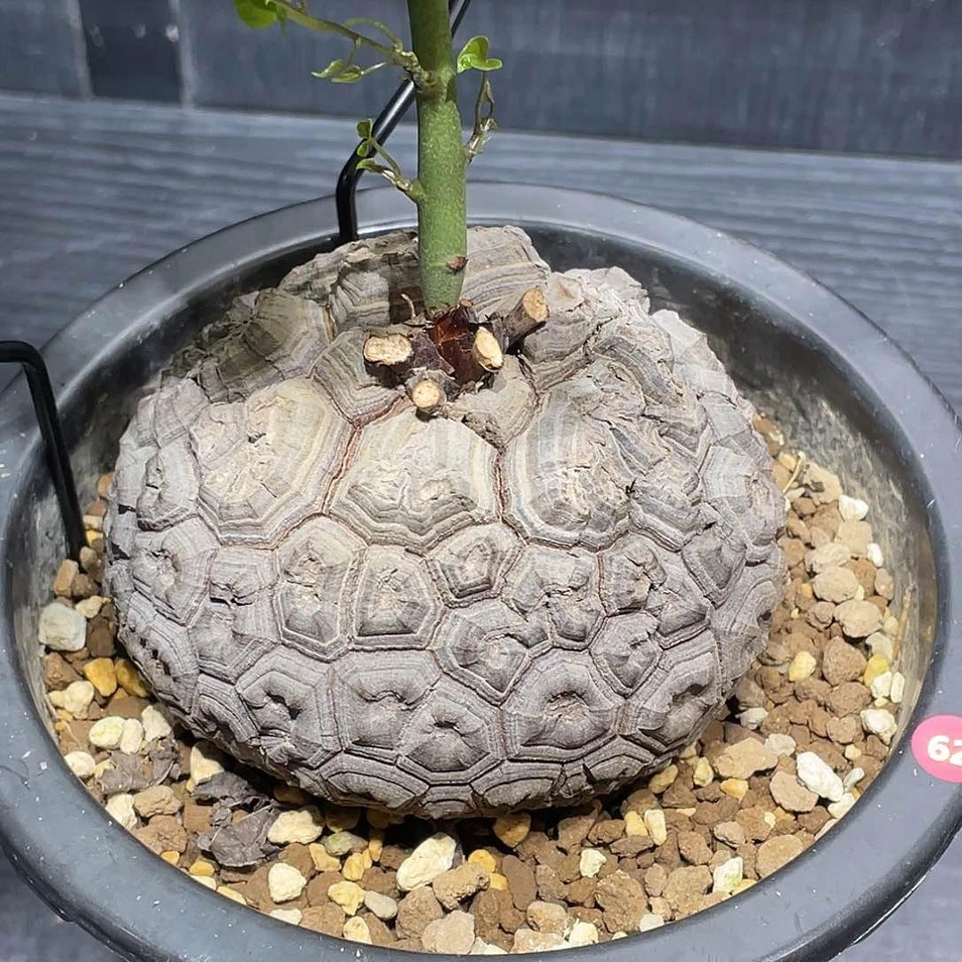 62日系密纹龟甲龙