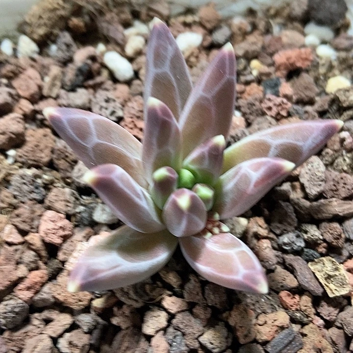 多肉植物章鱼美人1019