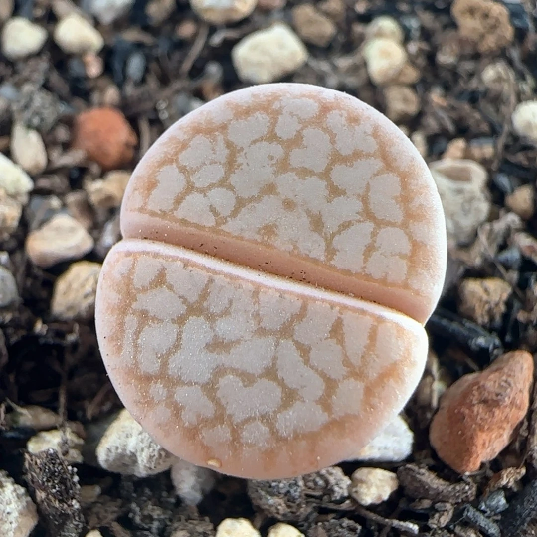 1090/浪汉/多肉植物/