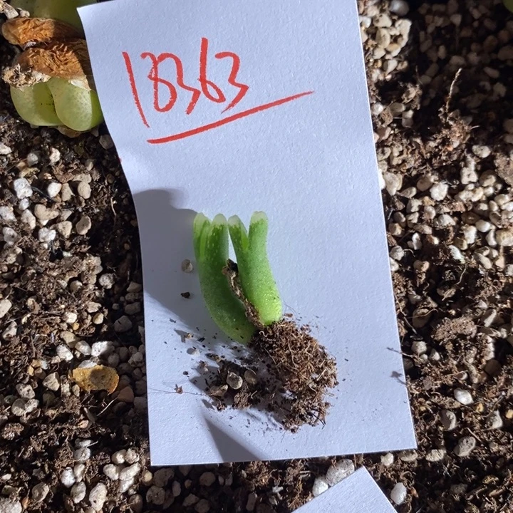 斯***孙18363。    天鹅。