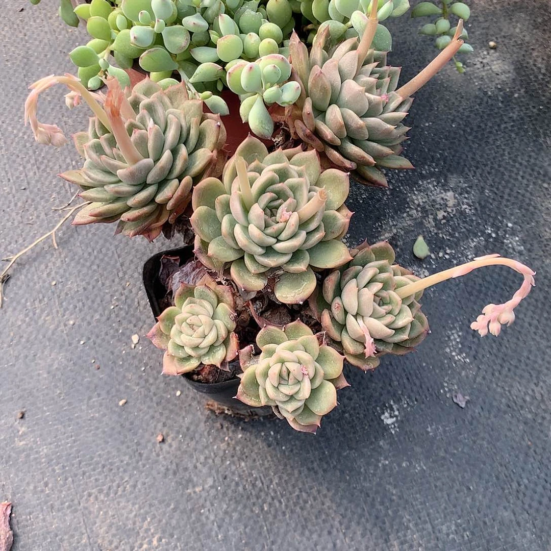 月****5多肉植物老桩多肉植物