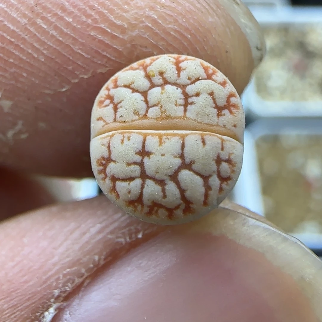 279 生石花大棚直播