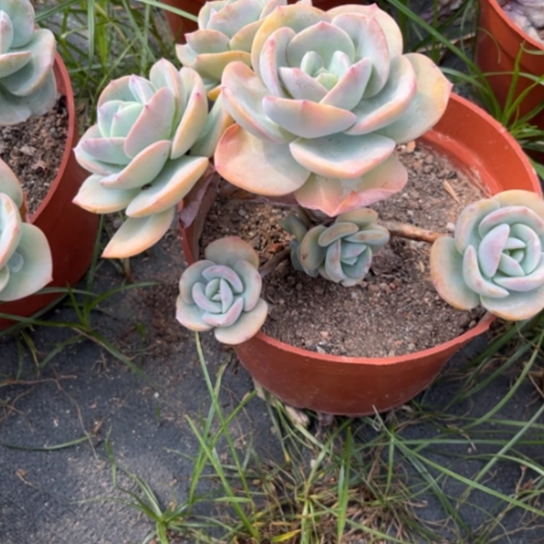 【闪购商品】株****对凤