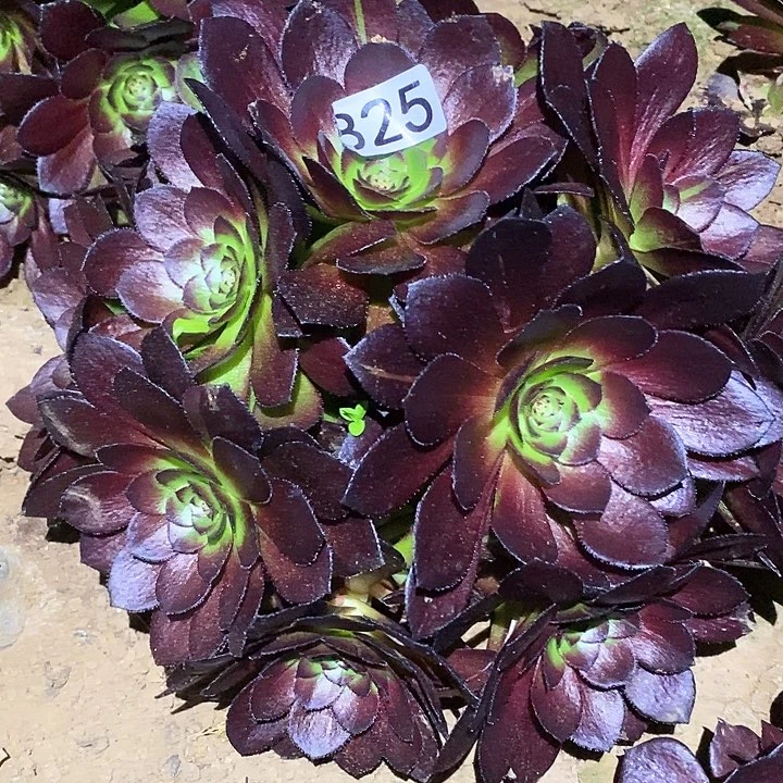 @*风多肉植物法师825黑寡妇
