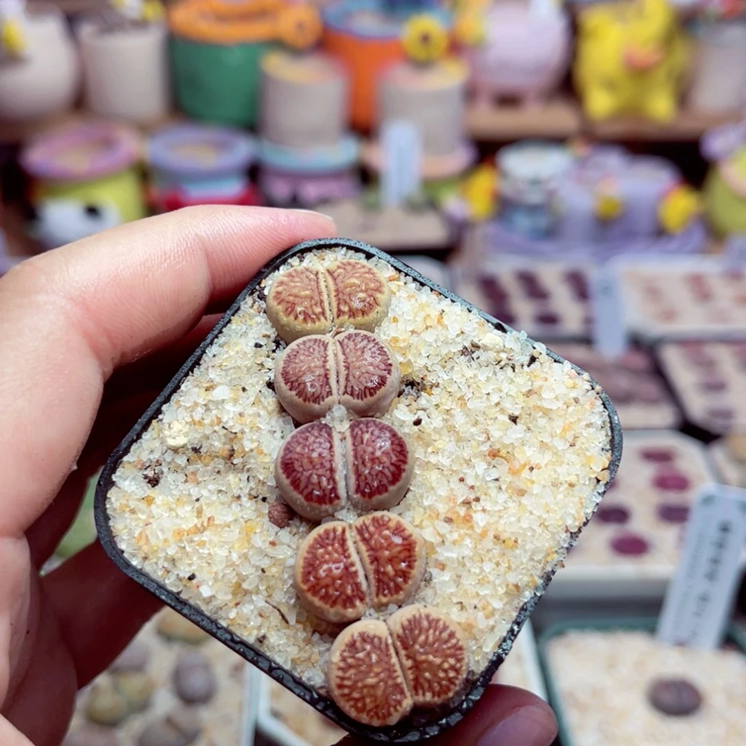 65号带盆包邮发货