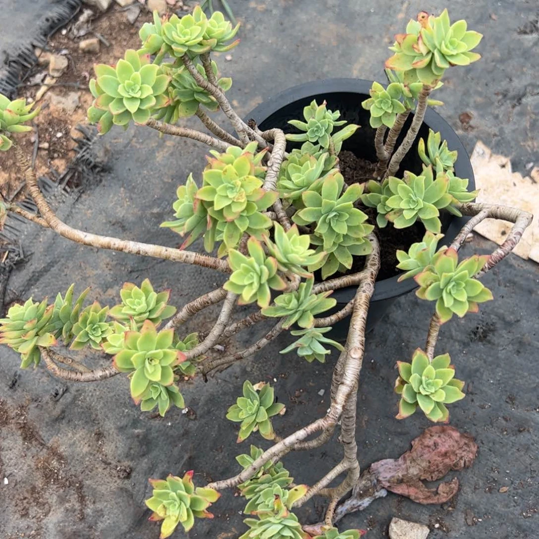 清扬薄化妆大盆，160杯