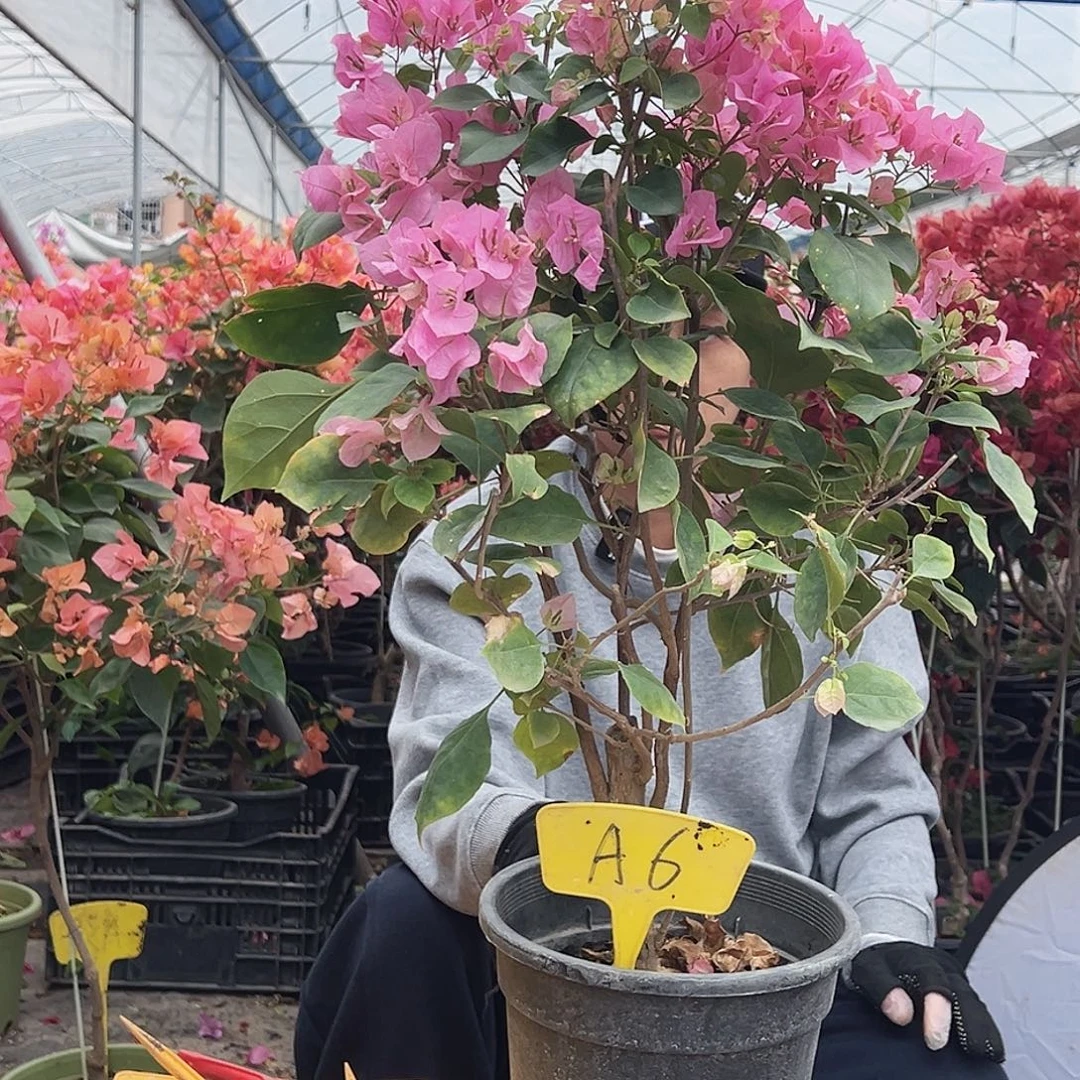 轩***大部分花苞少量开放A6红粉佳人