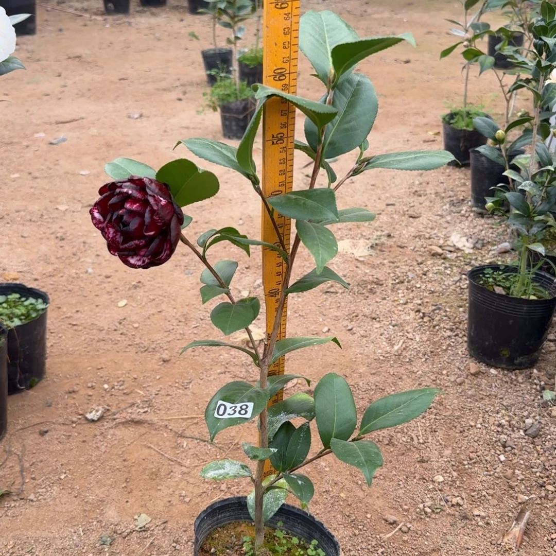 少量花朵（建议范围：2朵-5朵 或40%以下）038复青黑不带花苞