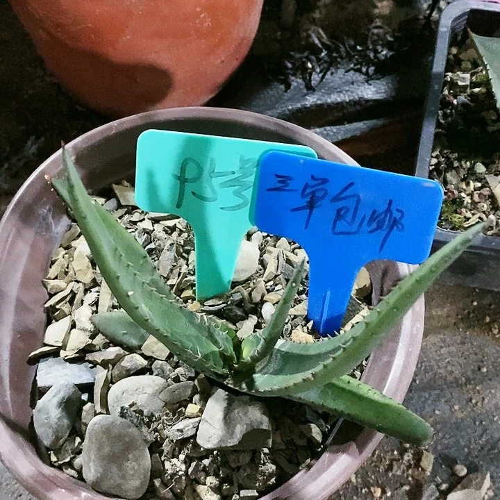 【闪购商品】无花朵黑太刀芦荟
