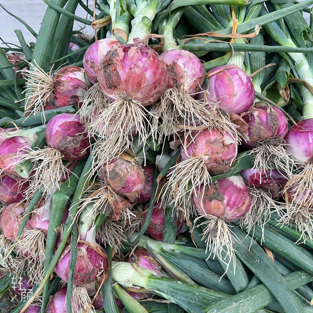 【洋葱】农家自种蔬菜新鲜