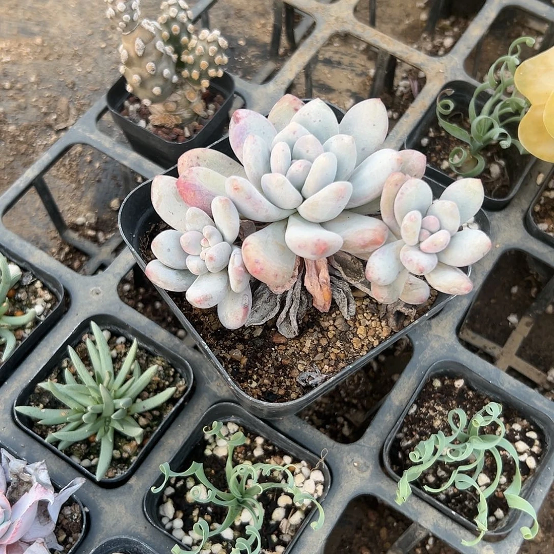 多肉植物香水三头