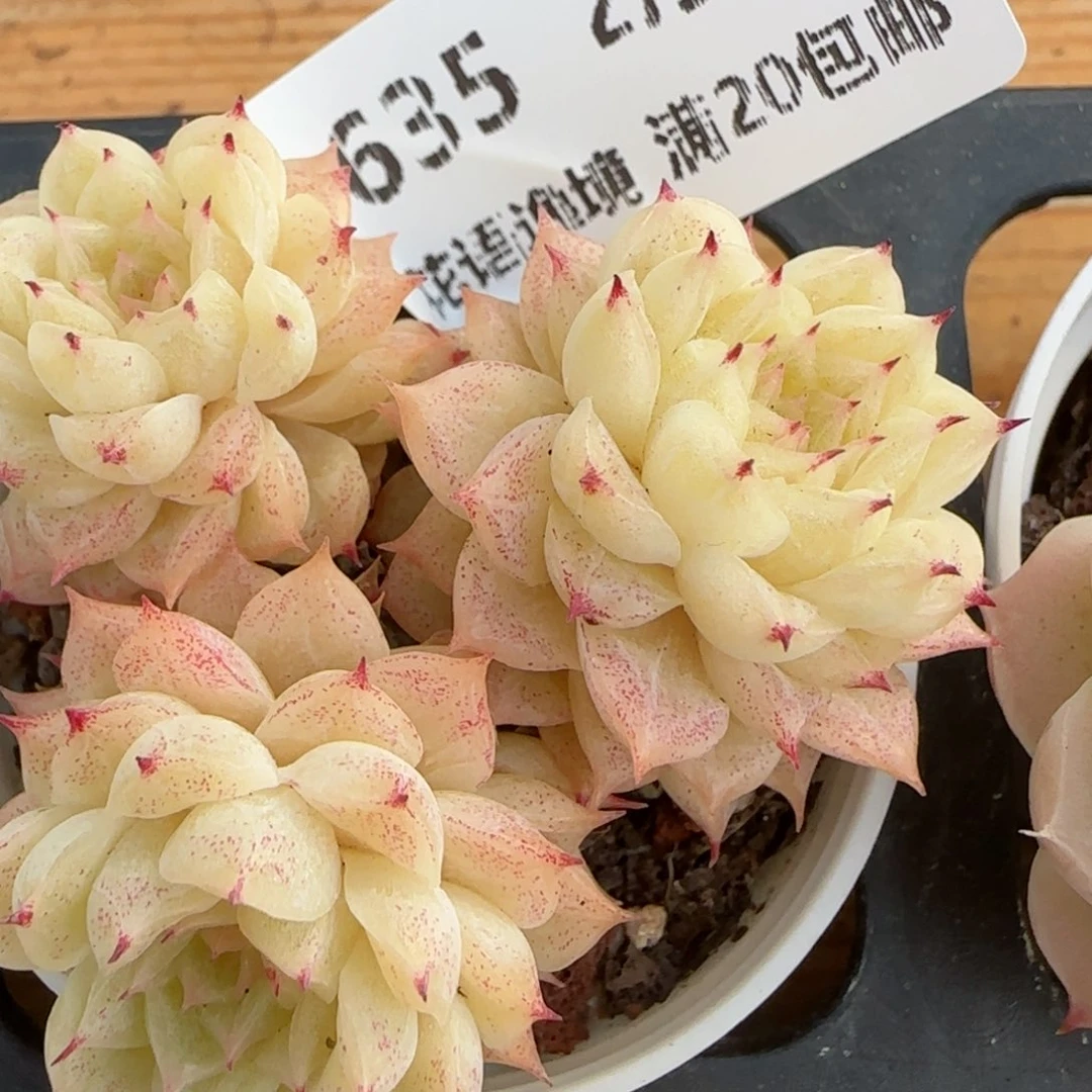 花语逸镜0213-635