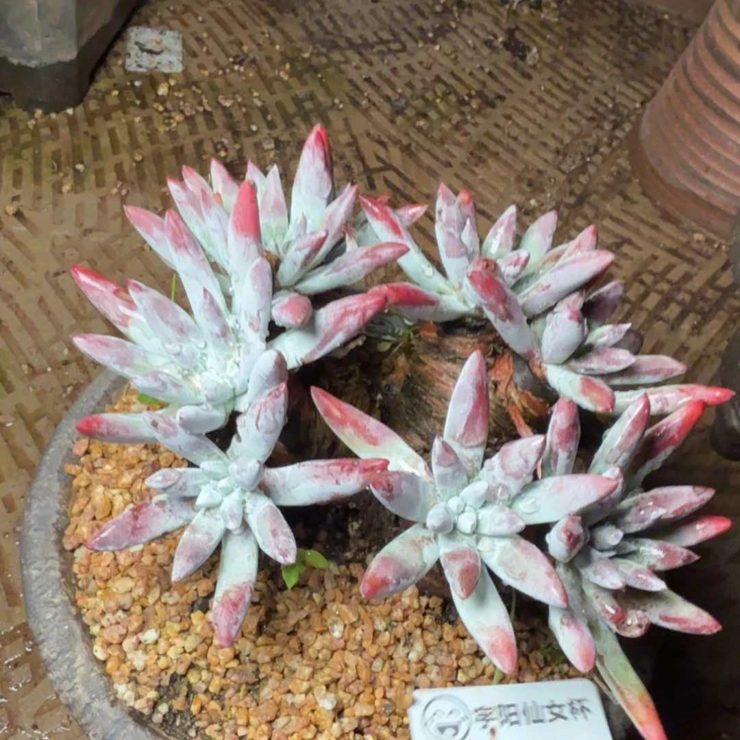 6021海瑟仙女杯多肉