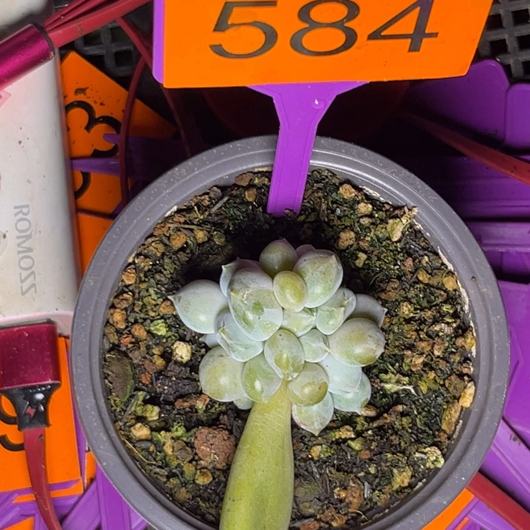 多肉植物胖体哥特584