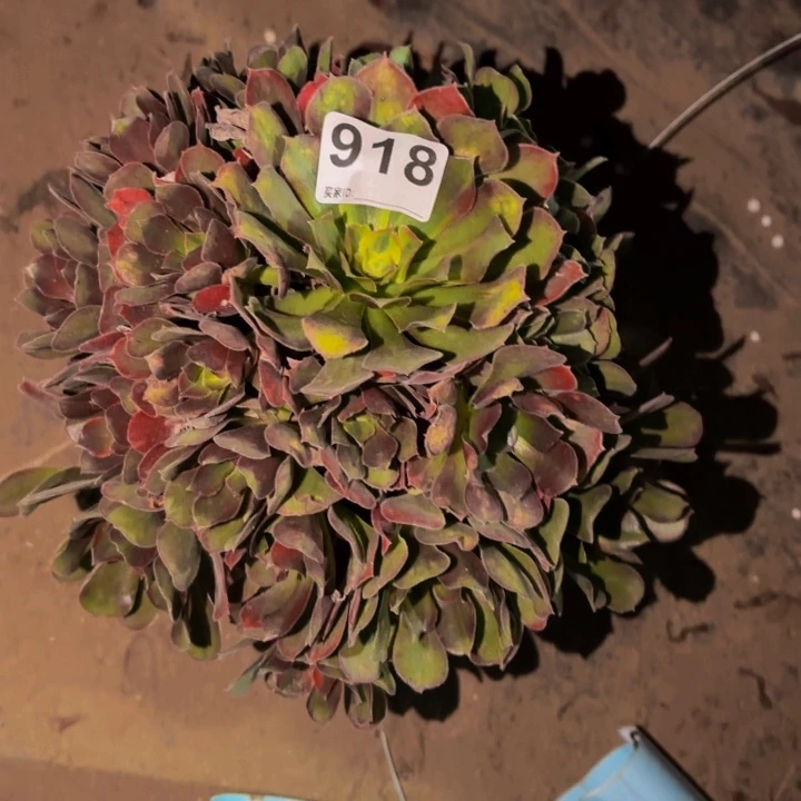 918香妃多肉植物不售后