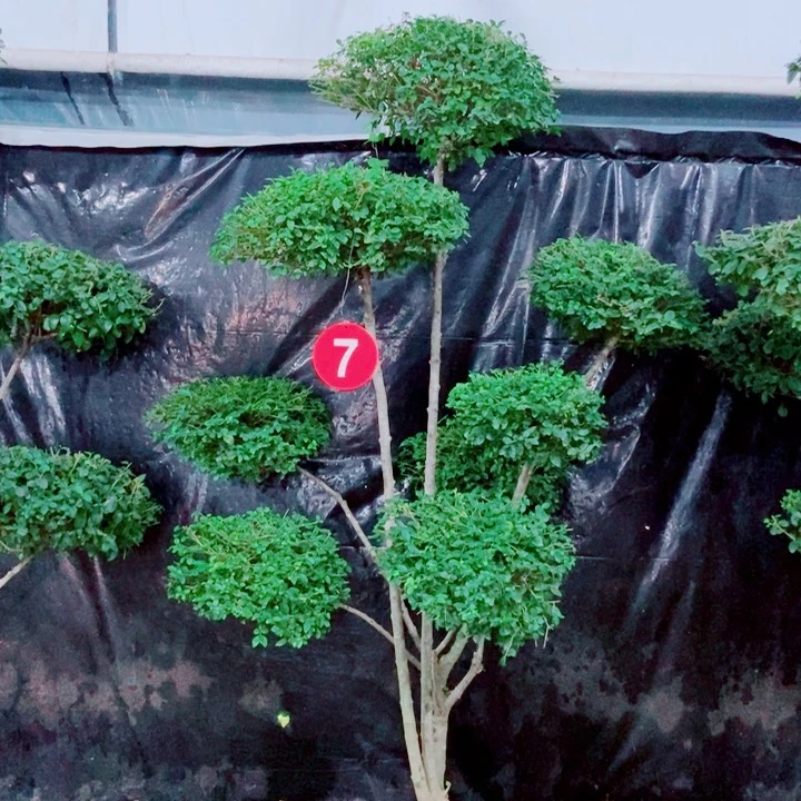 不开花植物一物一拍一个一个