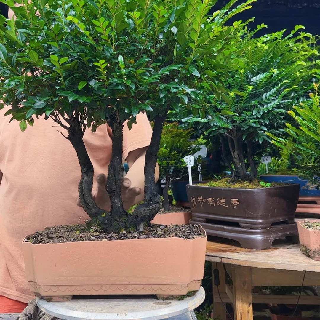 无花朵用****1广东小叶紫檀