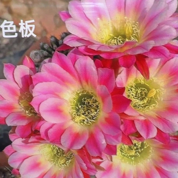 260丽花调色板歪3公分左右无根侧牙，20包邮