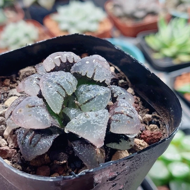 君***护十二卷 紫梦 福利