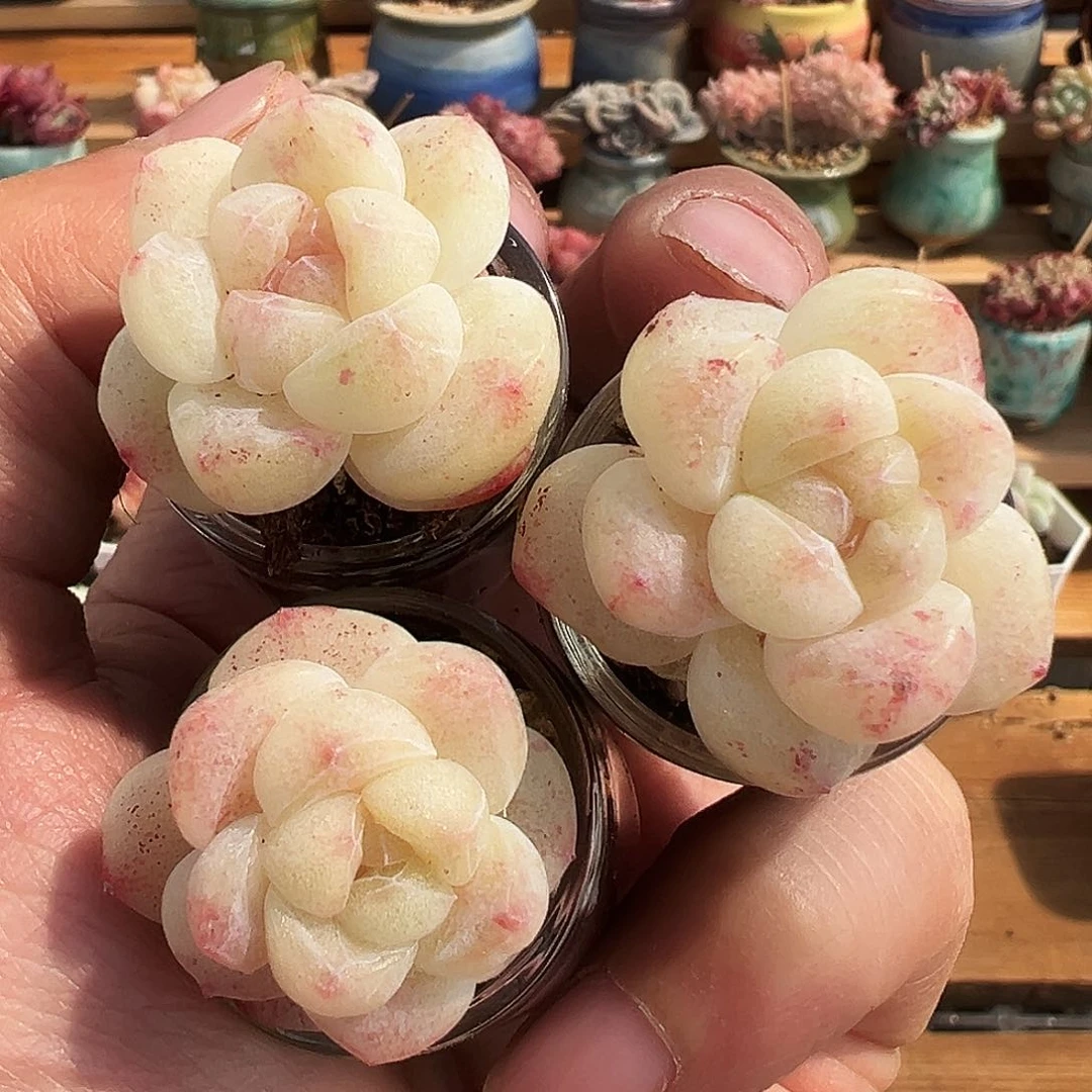 1397三颗石化单头带盆