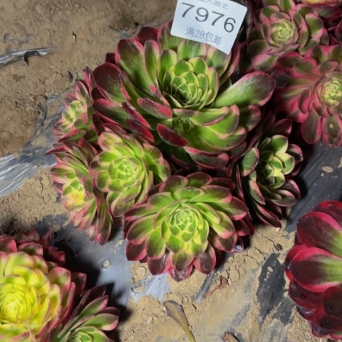 海王多肉多肉7976