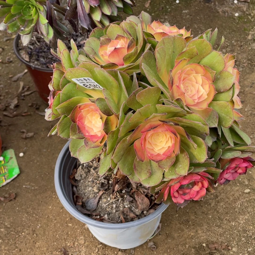 042牡丹多肉法师断枝不包