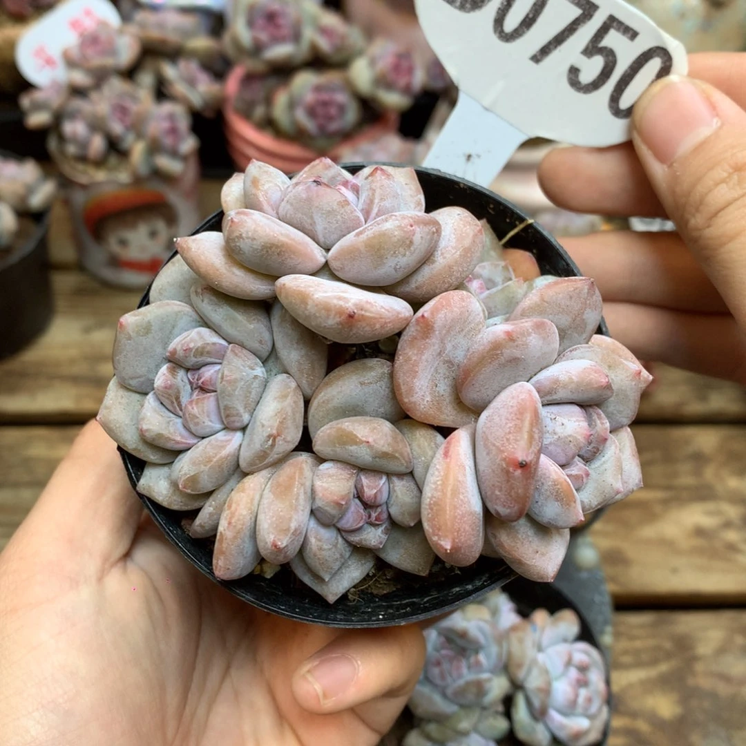 D0750 突尼斯5头老桩