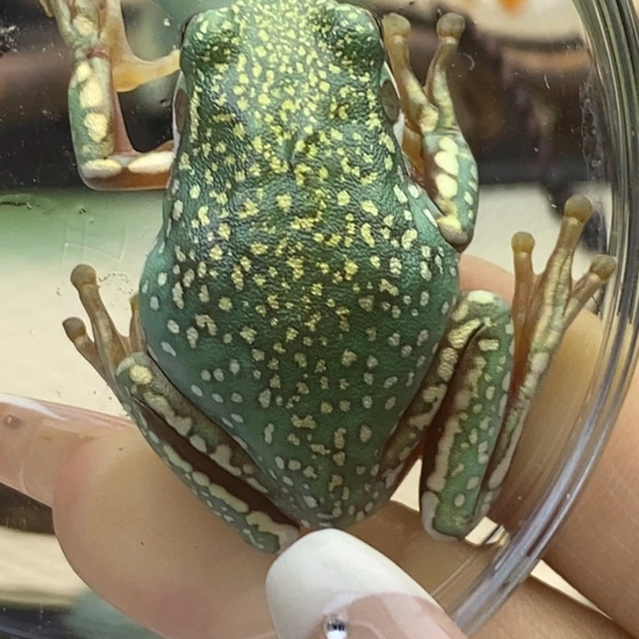 老爷树蛙澳蓝大白腿21号