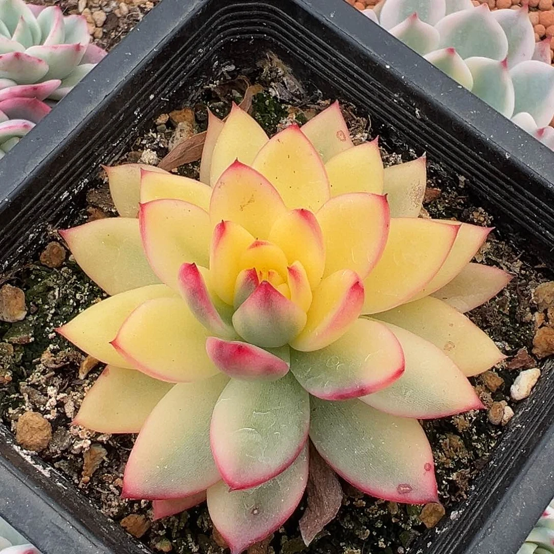 东云锦，覆轮锦多肉植物