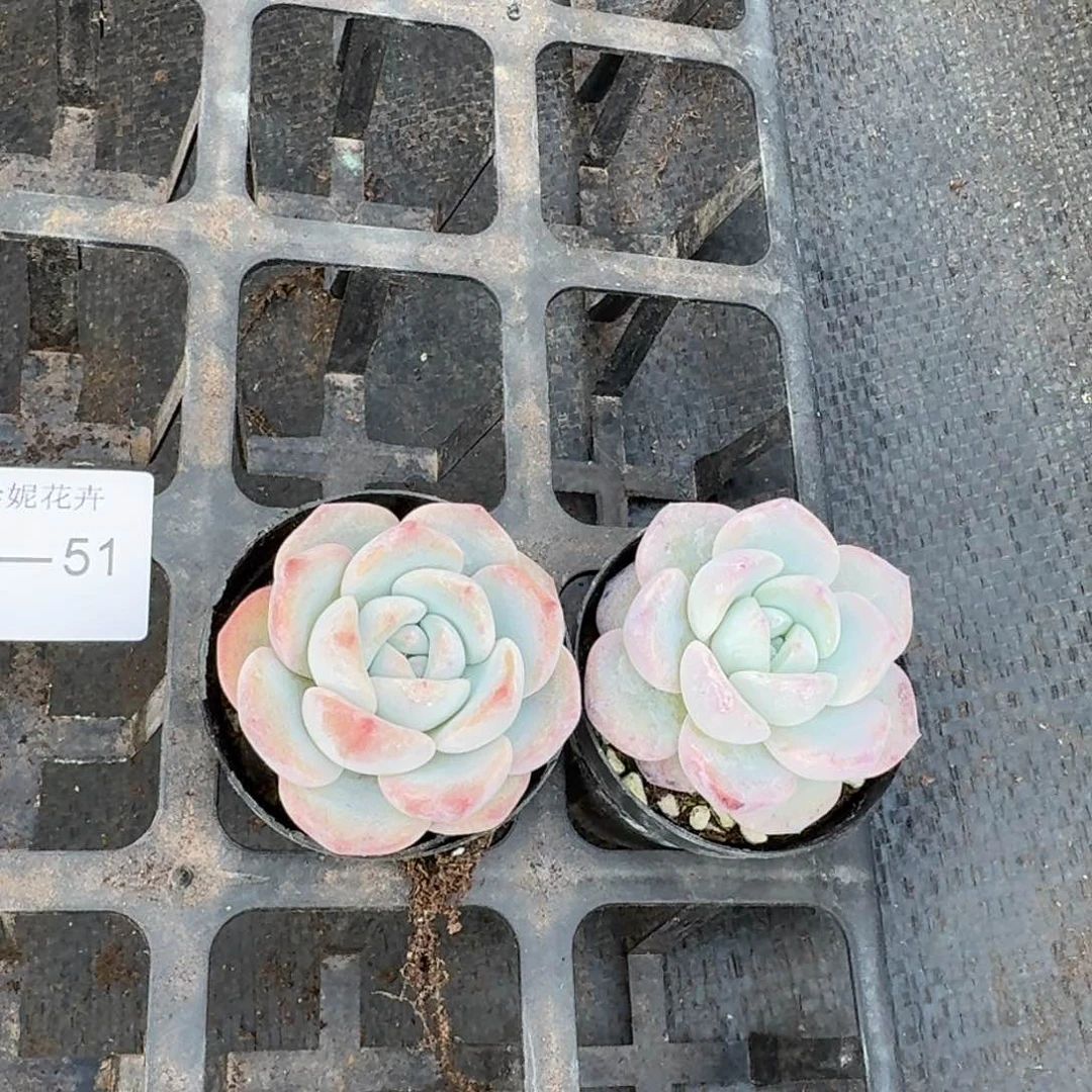 冰梦两颗量拍11-51