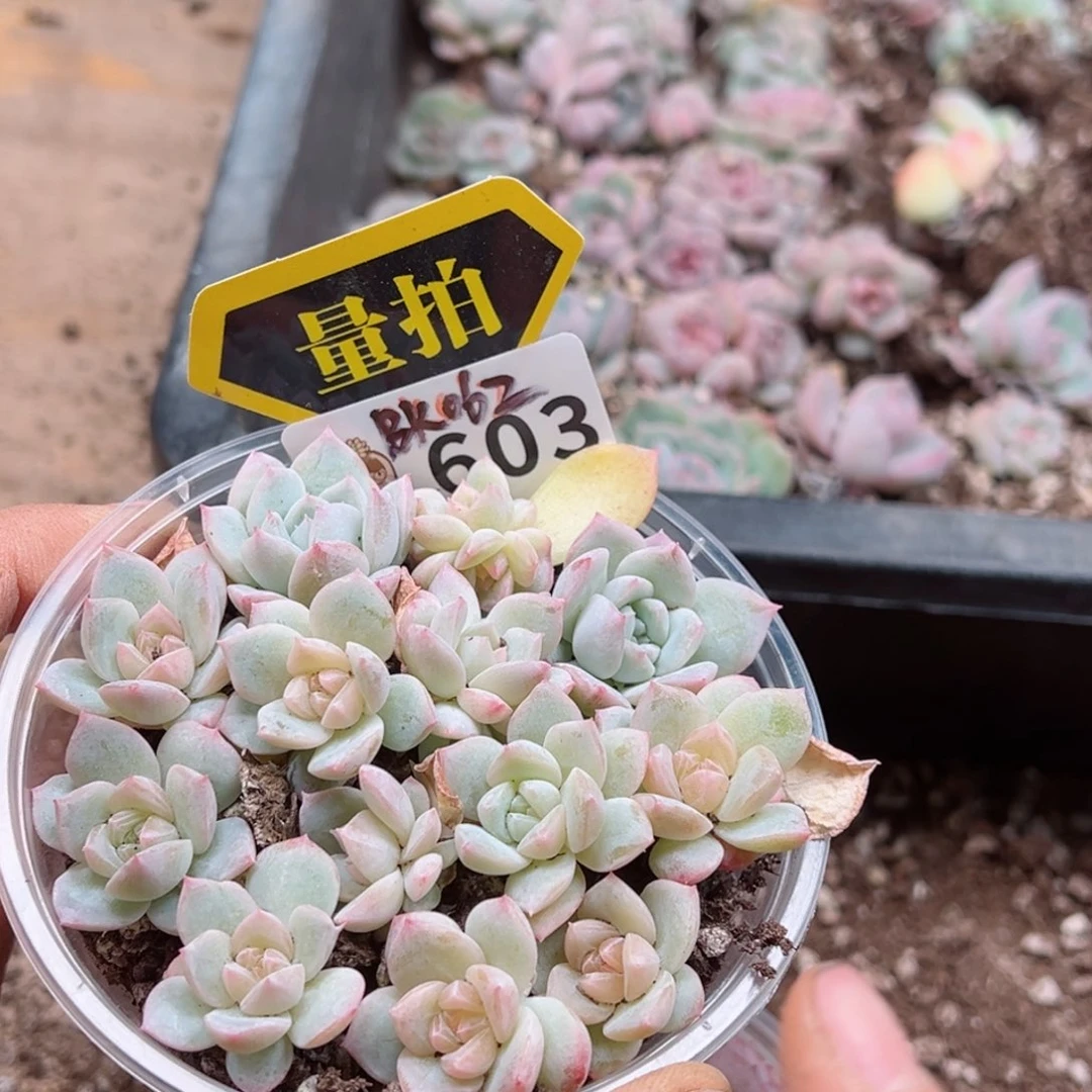 多肉植物多肉植物