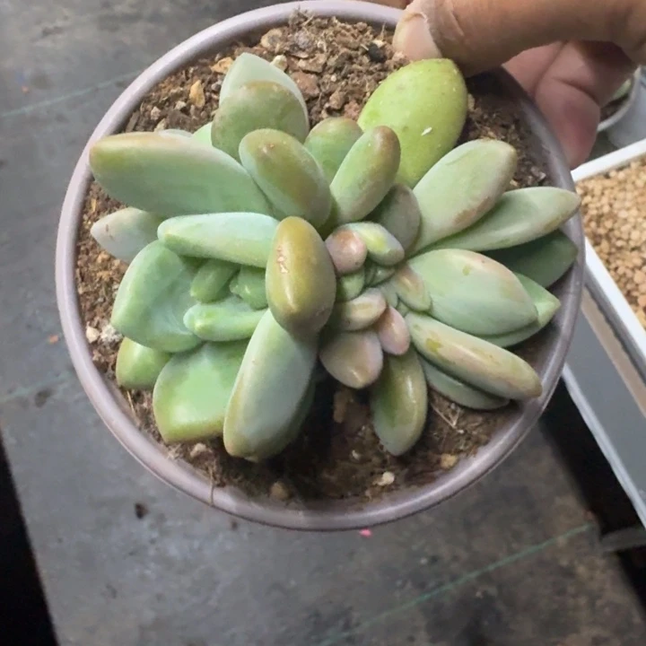 X系列美人新品 一物一拍