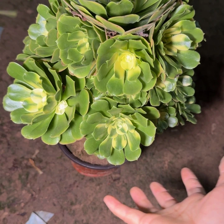 4094辛尼亚多肉植物