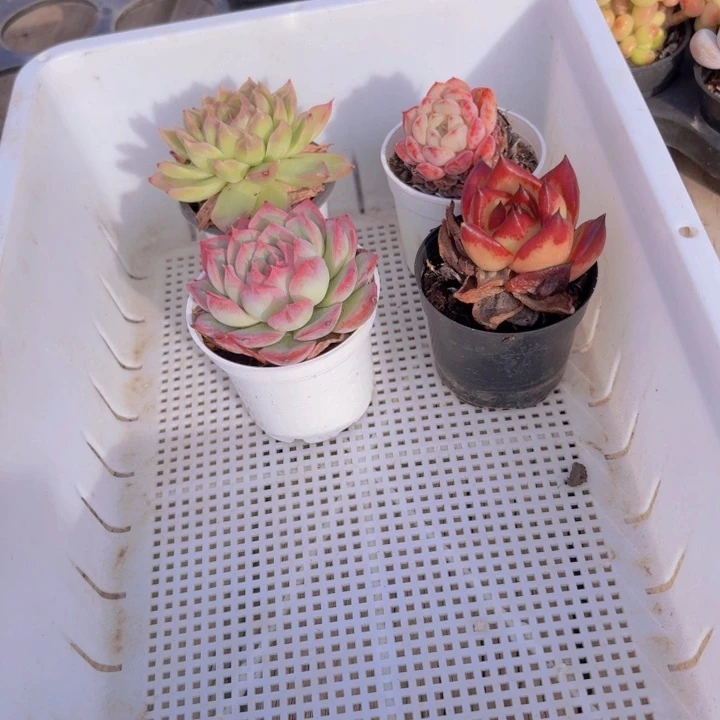 框拍一物一拍编号265