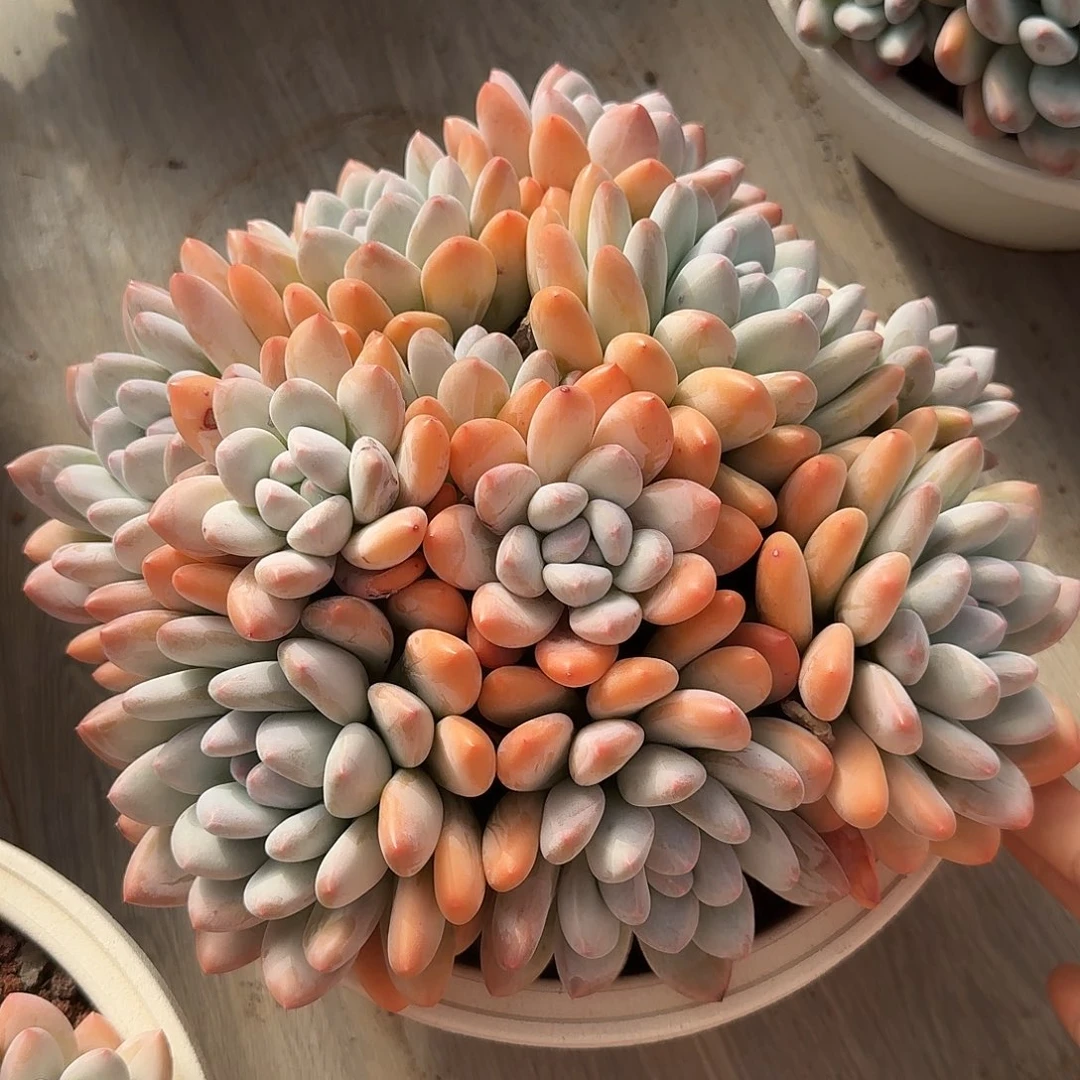 香水整无砍老桩群生多肉