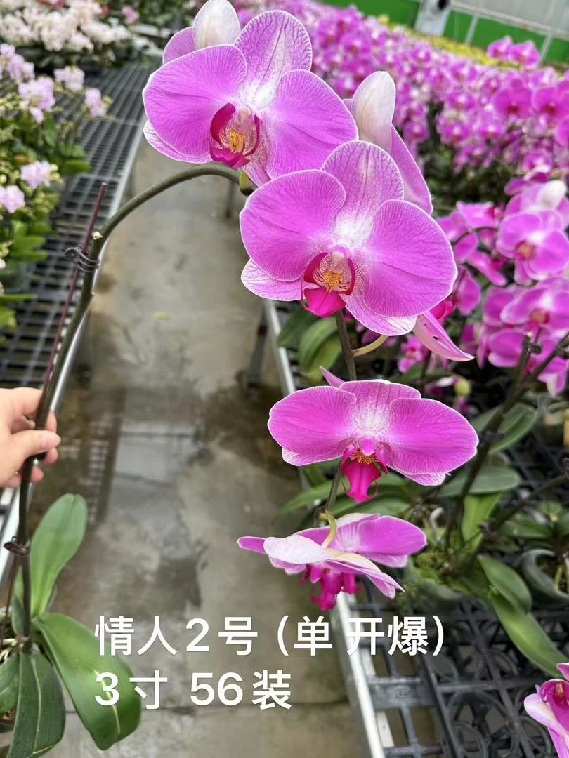 【只发新疆 新疆包邮】蝴蝶兰情人二号，单颗瑕疵品